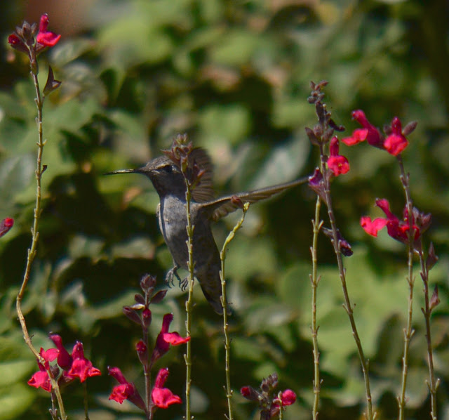 hummingbird, anna's, desert garden, small sunny garden, amy myers, photography