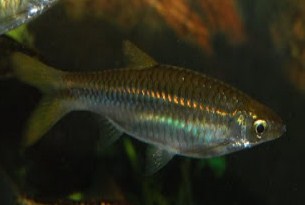 Ikan Seluang