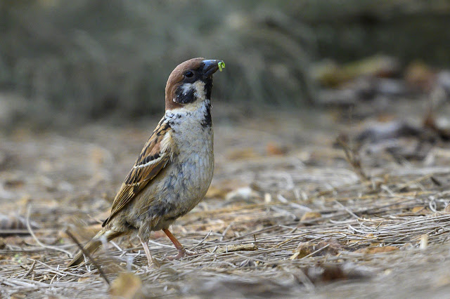 An Bui 2024 Quang Ngai - Eurasian Tree Sparrow (Chim sẻ)