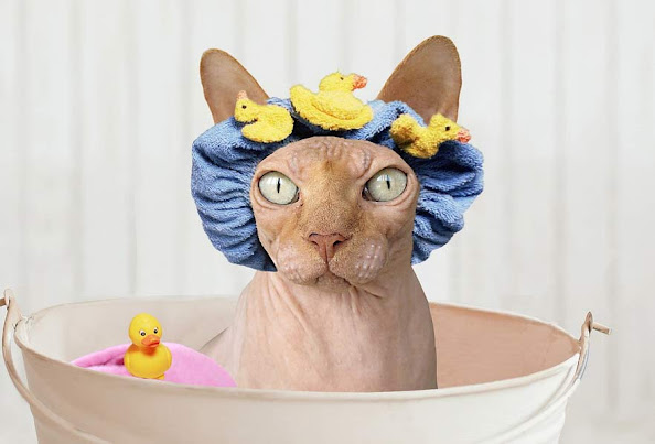 Sphynx cat with a plastic duck