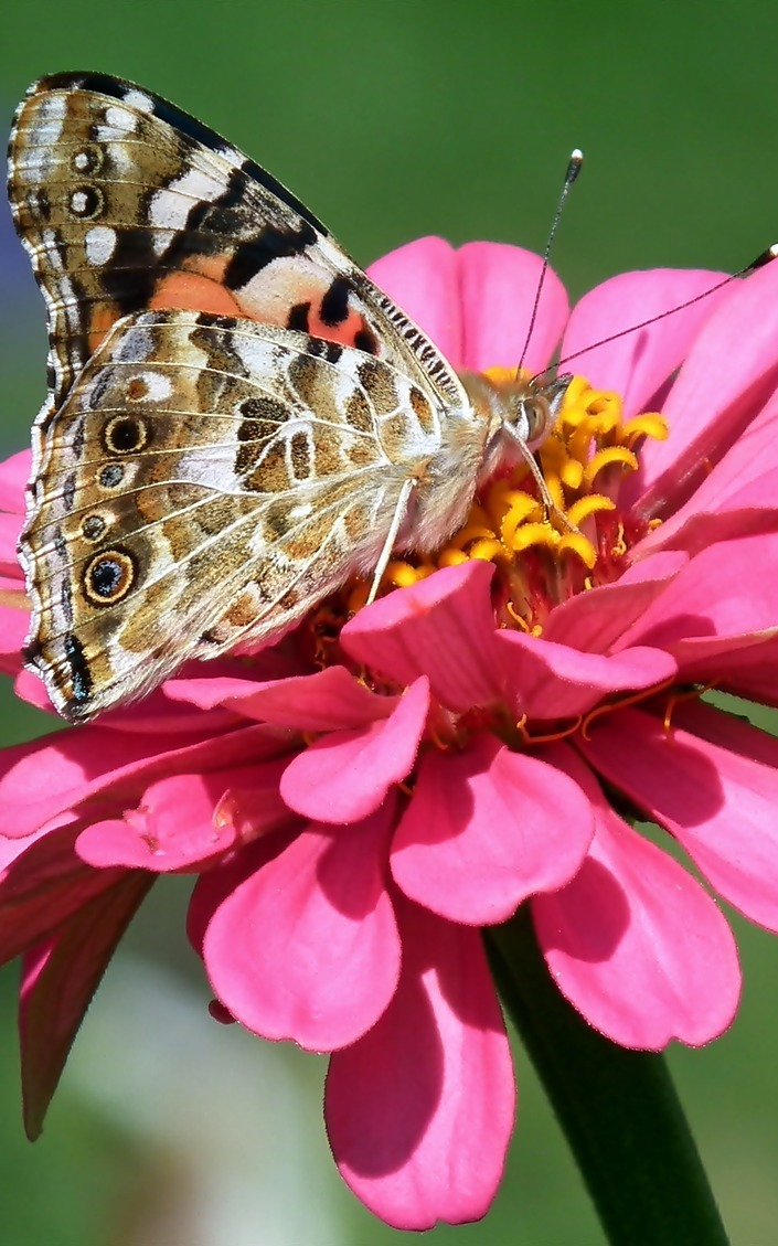 A butterfly on a zania flower.