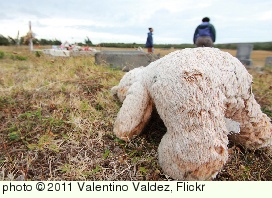 'Bear Down' photo (c) 2011, Valentino Valdez - license: http://creativecommons.org/licenses/by-nd/2.0/