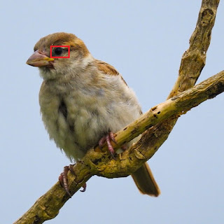 Bird Photography for Beginners 10 Tips