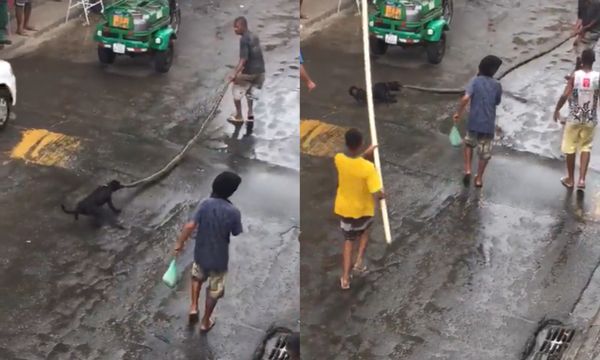 Homem arrasta cobra em rua e cachorro é mordido após se aproximar em Salvador