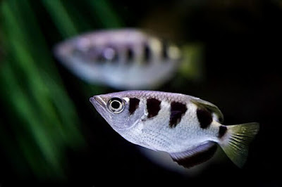 Gambar Ikan Sumpit