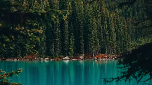 iPhone 11 Lake, Forest, Nature Wallpaper