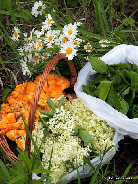 żółciaki siarkowe , kwiaty czarnego bzu , rośline jadalne , grzyby , grzybobranie