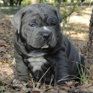 black cute bulldogs puppy pictures