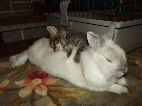 Kitten and rabbit napping together, cute animal pictures, animal photos, cute animals