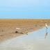 Uniguajira evaluará nivel de contaminación en lagunas de Camarones