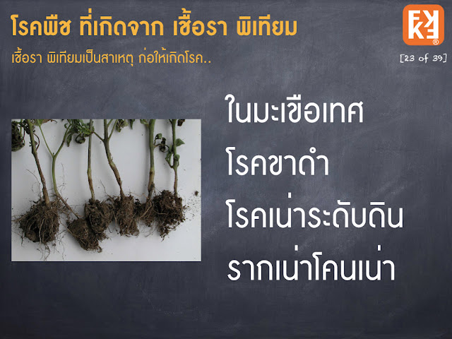 โรคขาดำ มะเขือเทศ โคนเน่า