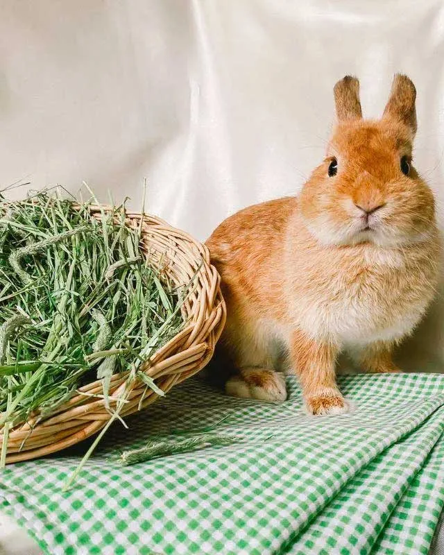 หญ้าแห้ง (Hay) สำหรับกระต่าย