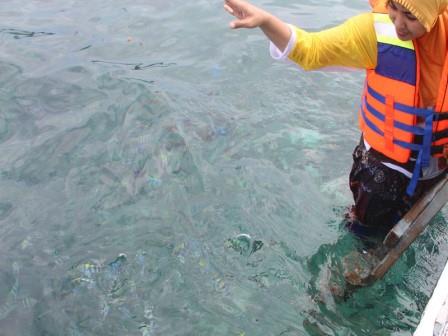 Memberi Makan Ikan di Pulau Lengkuas