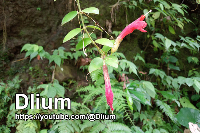 Dlium Lipstick plant (Aeschynanthus pulcher)