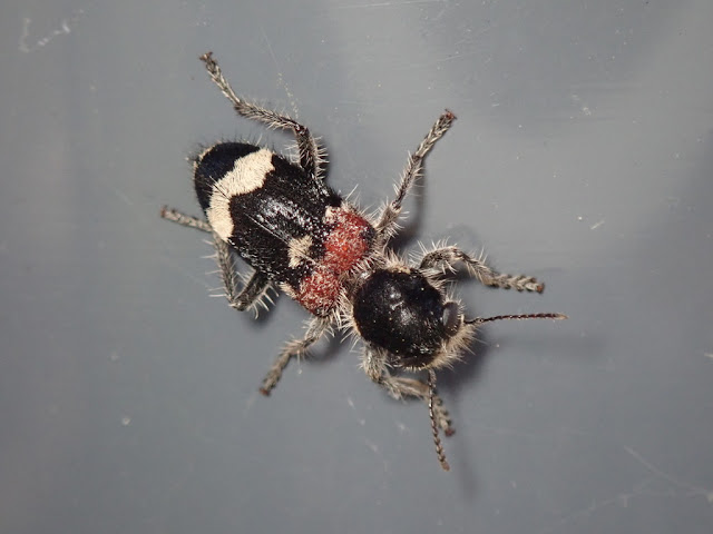 Clerus mutillarius