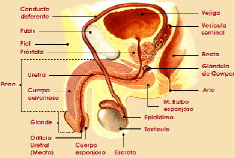 Imagen del Sistema Reproductor Masculino indicando partes y otras más