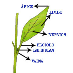 Las partes de la hoja son el limbo,peciolo, nervios, vaina y estipulas.