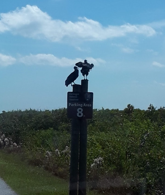 Turkey Vultures, Buzzards, Florida, Canaveral National Seashore, Playalinda Beach, National Geographic, Cocoa Beach Pictures, Unites States, Wildlife, Florida Wildlife, Raptors, Vultures,