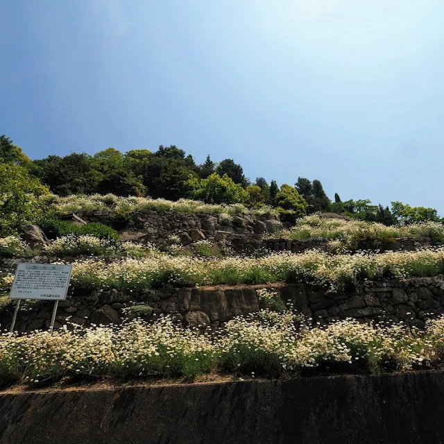 しまなみ海道　因島　除虫菊