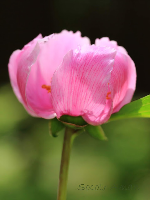 Paeonia obovata