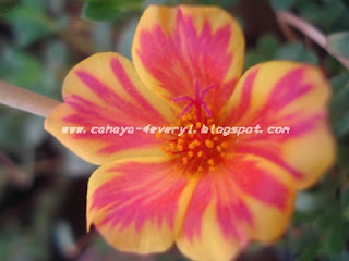 yellow bicolor purslane