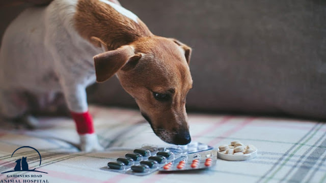 Pet Pharmacy Kingston - Giving medication to pets a necessary but challenging task