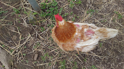 A molting chicken with bald back. 