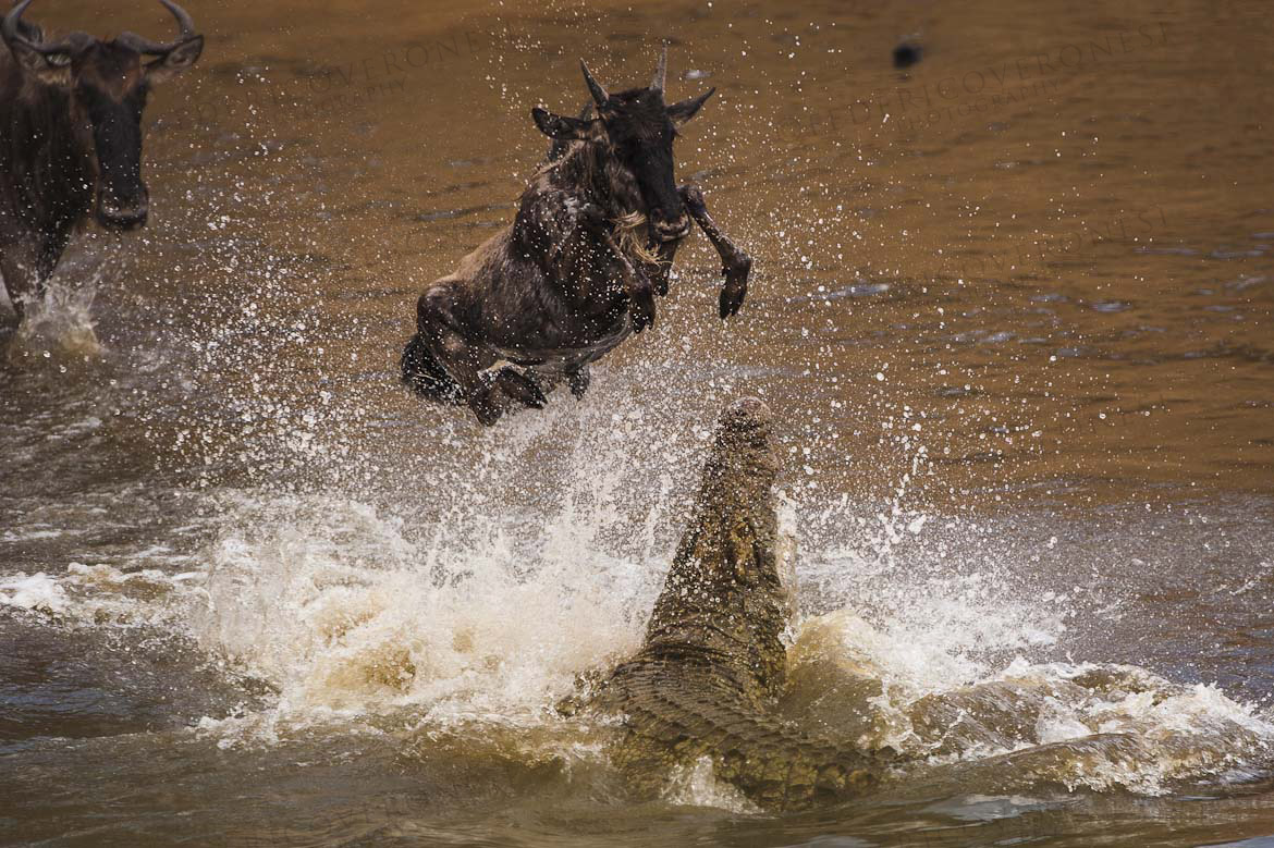 My Dreams: Masai Mara National Park Wild Animals