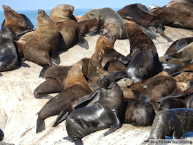 passeio para ver focas em Hout Bay