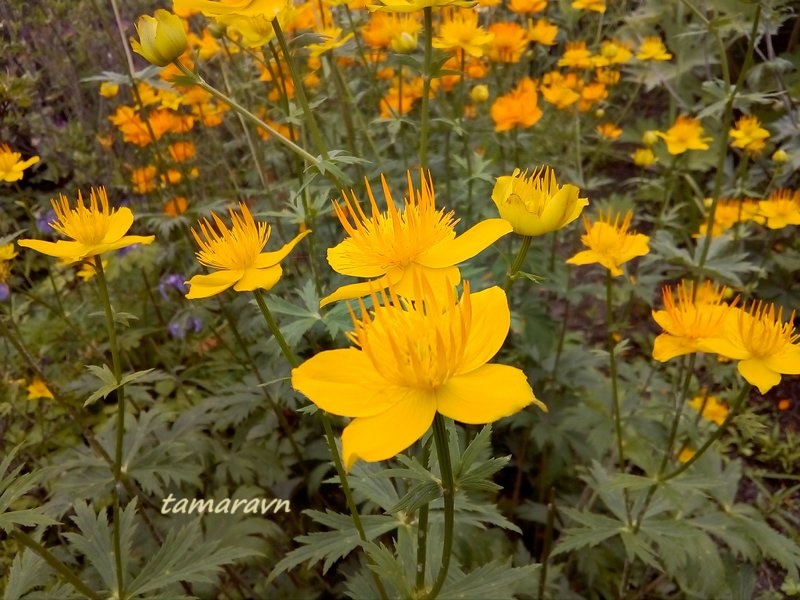 Купальница китайская (Trollius chinensis)