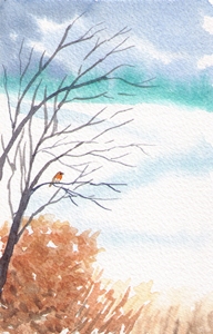 Robin in tree
