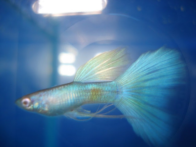 Dunia Ikan Hias - GUPPY BLUE MOSCOW