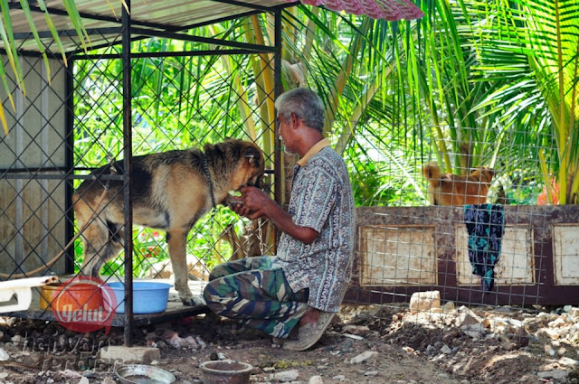 Pak Mie Shelter: Pak Mie dan 500 ekor anjingnya