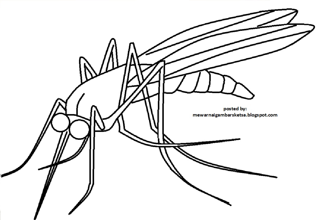 Mewarnai Gambar Mewarnai Gambar Sketsa Hewan Nyamuk 1
