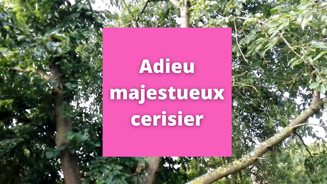 Adieu majestueux cerisier !