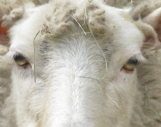 Gulf Coast Sheep Origin, Wool Quality, Milk Production, Meat