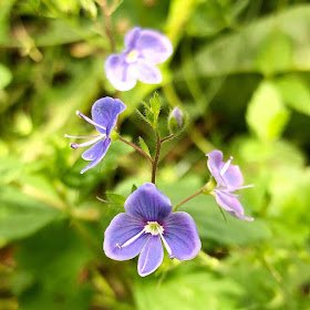 Nurmitädykkeessä on pienet siniset kukat