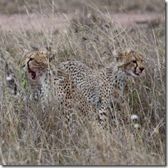 Cheetah kill