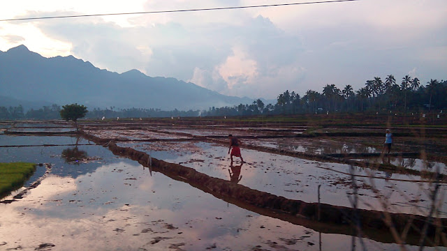 rice paddy fields in Saint Bernard Southern Leyte