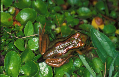 Rana verde dorada (Hylorina sylvatica)