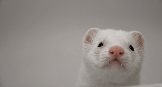 Ferrets Wallpapers