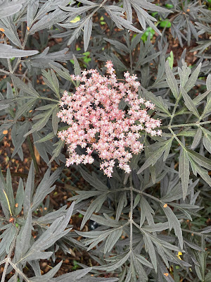 Pink Sambucus nigra flowerhead against its dark, nearly black, leaves