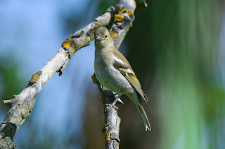 pinzon-vulgar-fringilla-coelebs-hembra-posada-