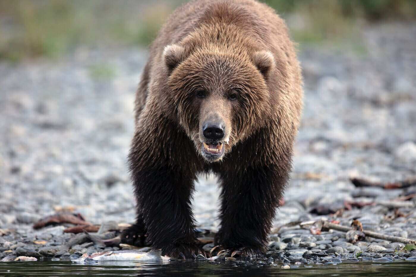 kodiak bear by water - all about the worlds largest bear species