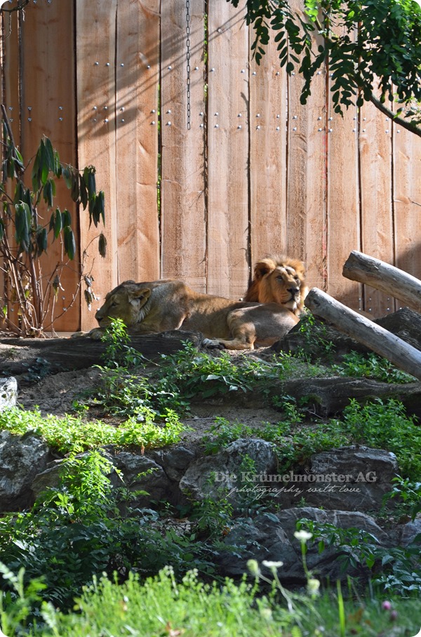 Zoo Frankfurt Löwen 150813
