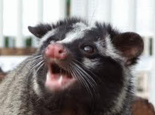 masked palm civet