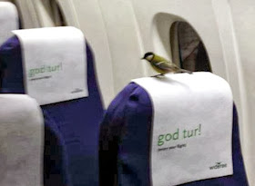 Funny animals of the week - 22 November 2013 (35 pics), bird inside a plane