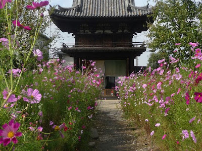 √無料でダウンロード！ 般若 寺 コスモス 844657-般若寺コスモス見頃