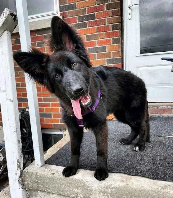 Black German Shepherd Puppy