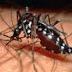 Paraíba notifica 4.612 casos de dengue e confirma 782